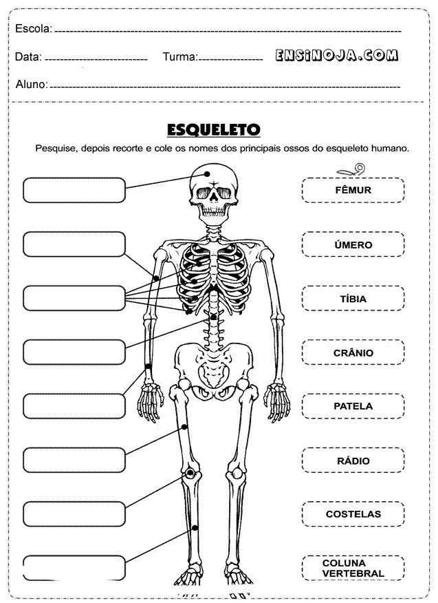 Atlas de anatomia humana em pdf