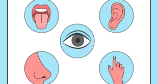 Meus 5 Sentidos - Atividade em PDF para Educação Infantil